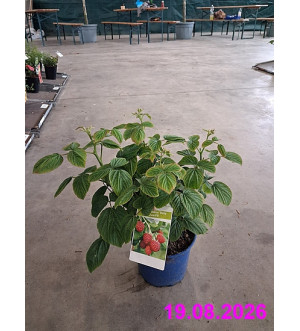 Rubus idaeus 'Baby Dwarf'® C 2 L